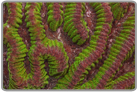 Green and Purple Maze Brain Coral